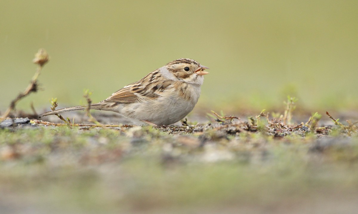 Clay-colored Sparrow - ML381836581