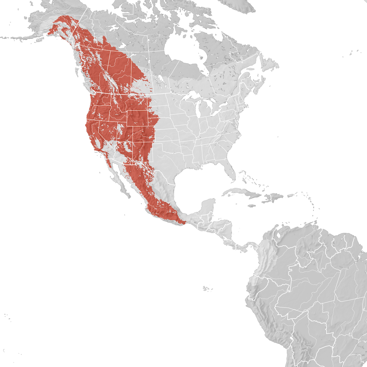 Western Wood-Pewee - Range map: Breeding - eBird Status and Trends