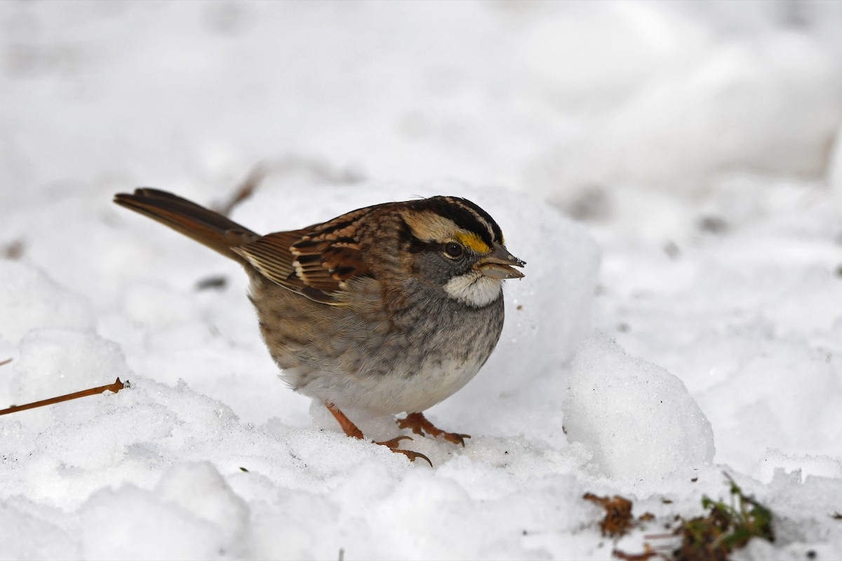 White-throated Sparrow - ML381842571