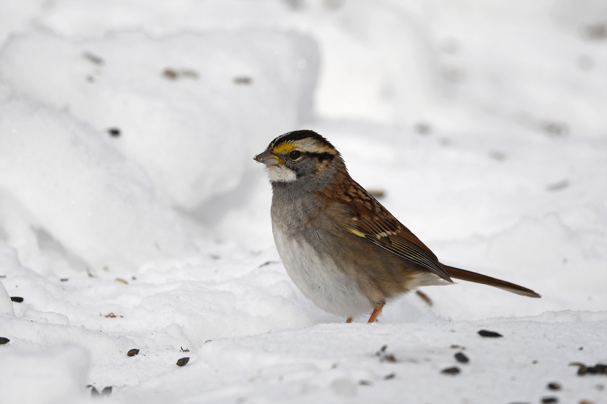White-throated Sparrow - ML381842591