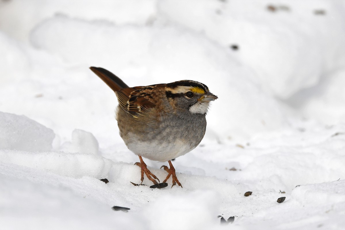 White-throated Sparrow - ML381842601