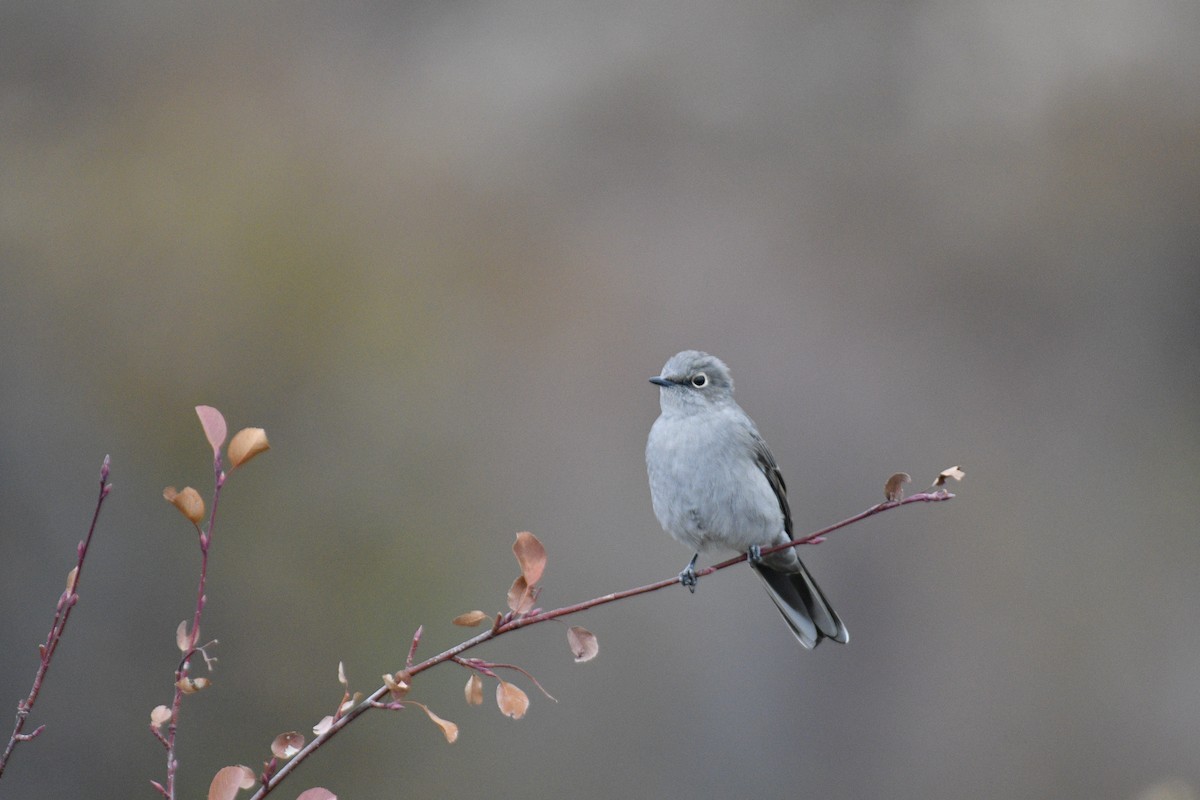 Townsend's Solitaire - ML381846521