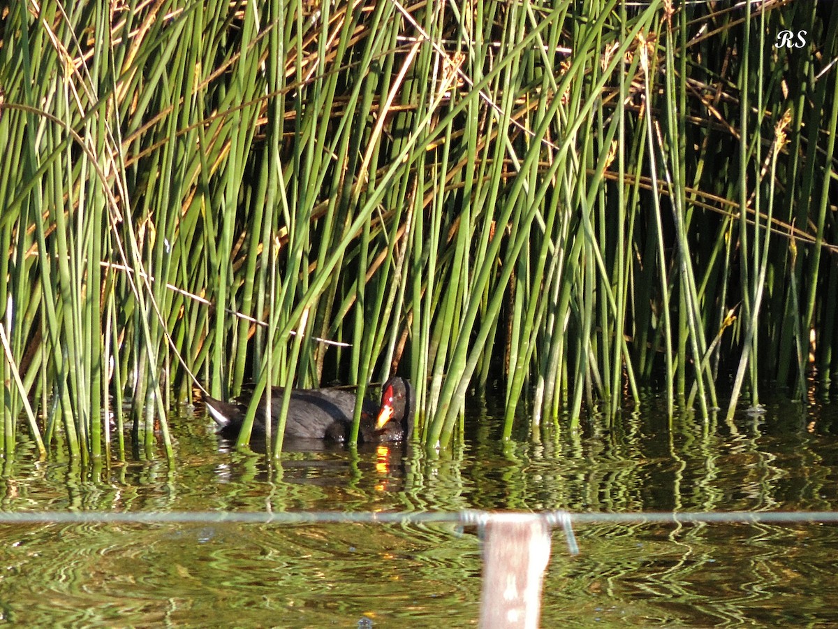 Red-fronted Coot - ML38184681