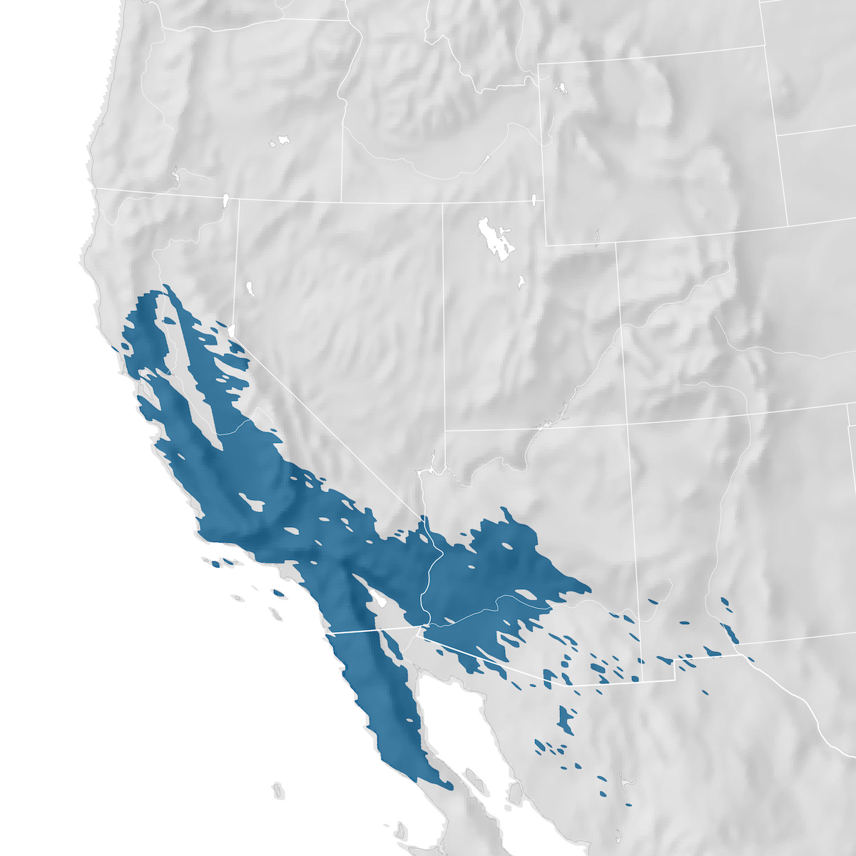 Lawrence's Goldfinch - Range map: Non-breeding - eBird Status and Trends