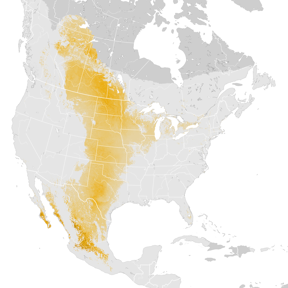 Clay Colored Sparrow Abundance Map Pre Breeding Migration Ebird Status And Trends