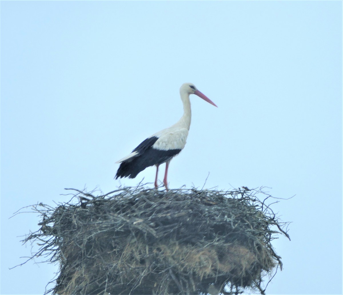 White Stork - ML381850331