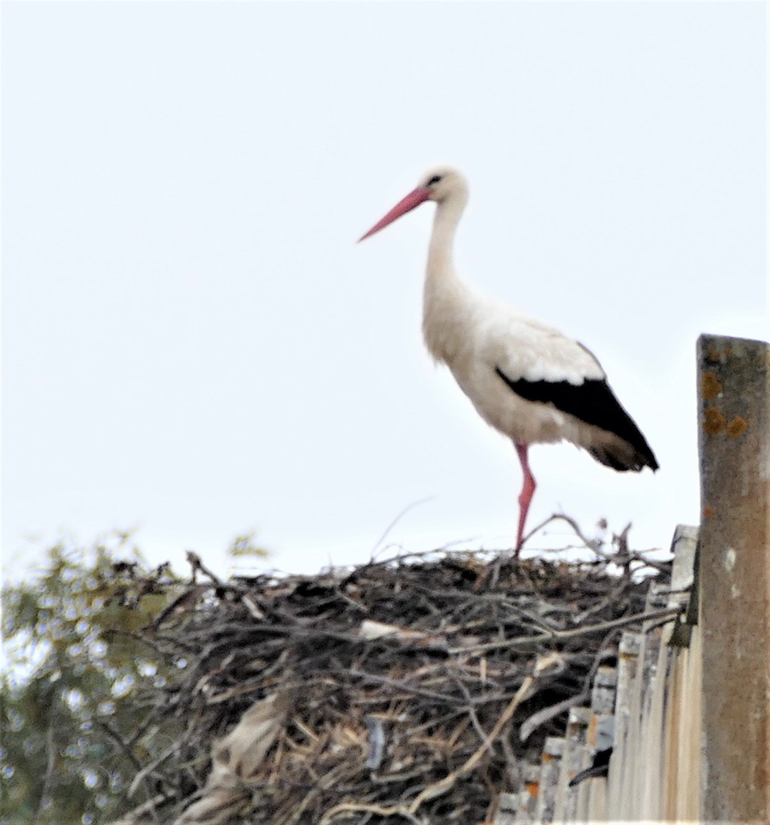 White Stork - ML381850681
