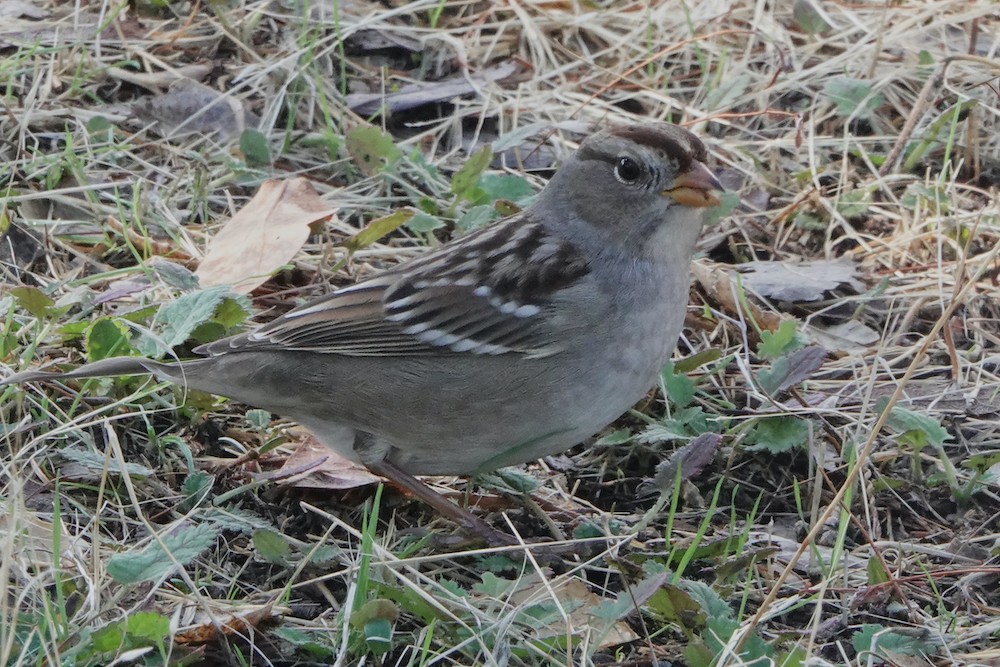 White-crowned Sparrow - Larry Jordan