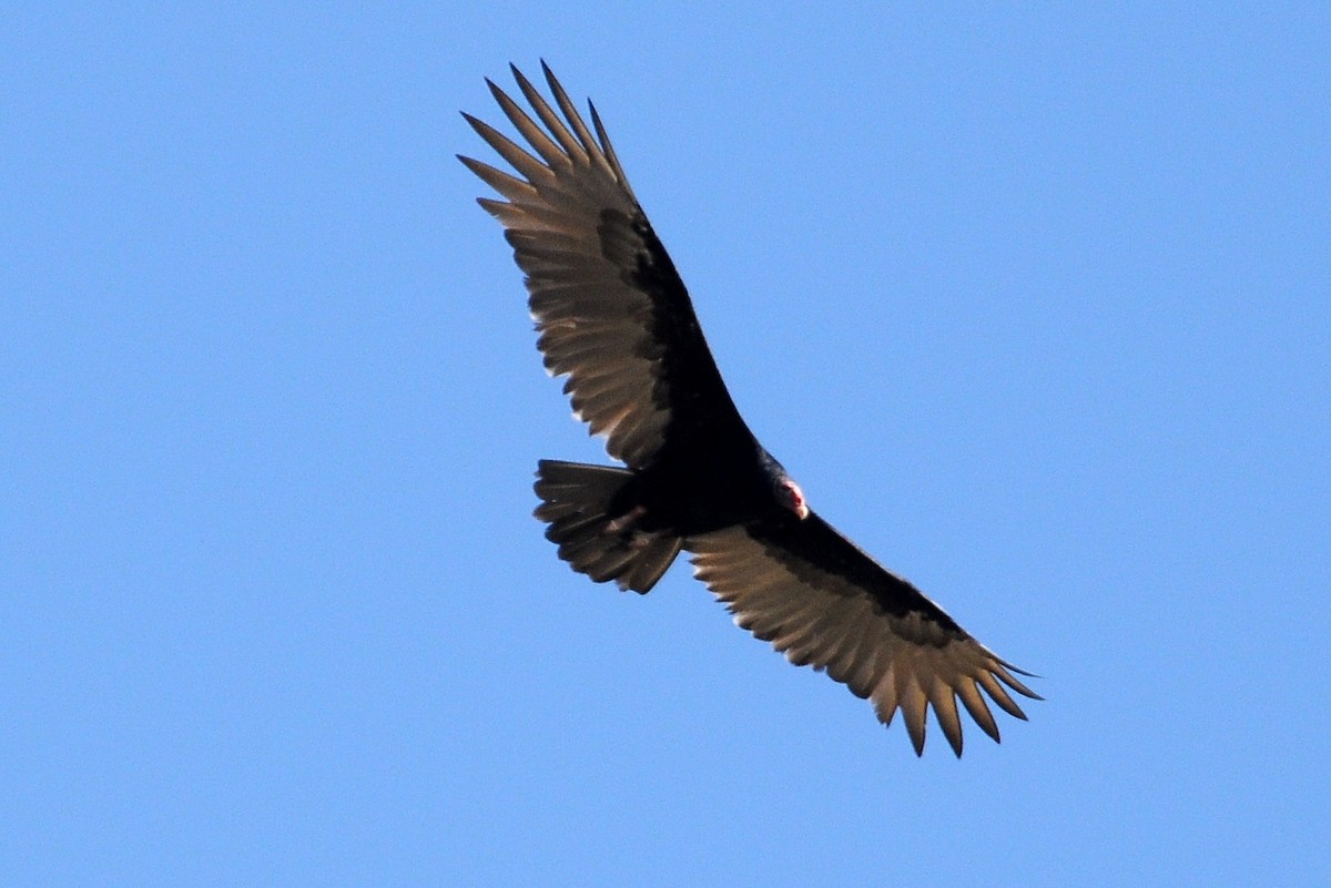 Lesser Yellow-headed Vulture - John Doty