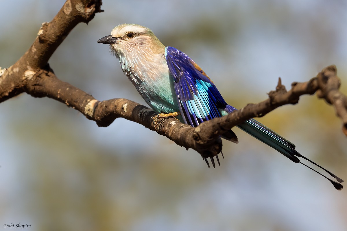 Racket-tailed Roller - ML381863861