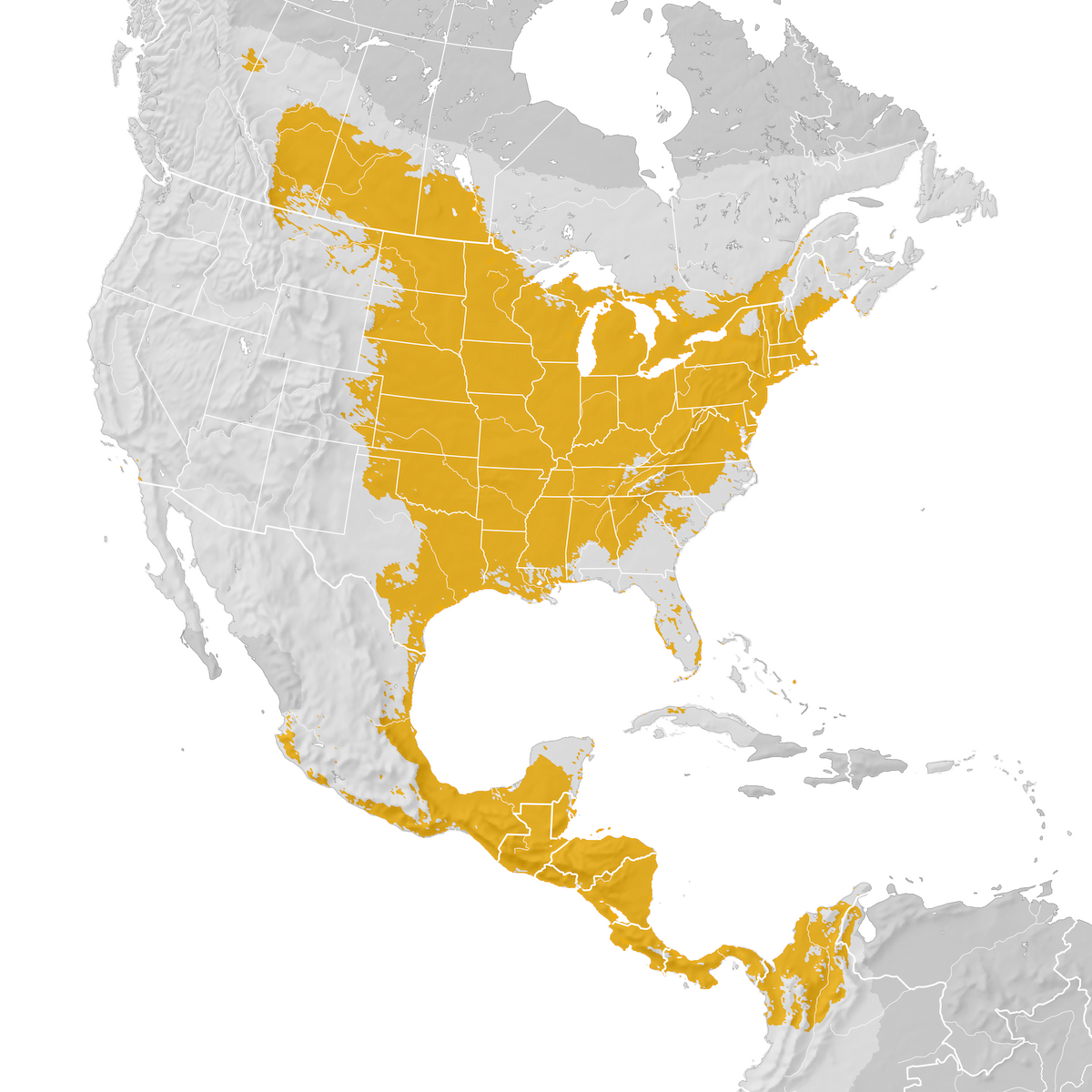 Baltimore Oriole Range map Prebreeding migration eBird Status and