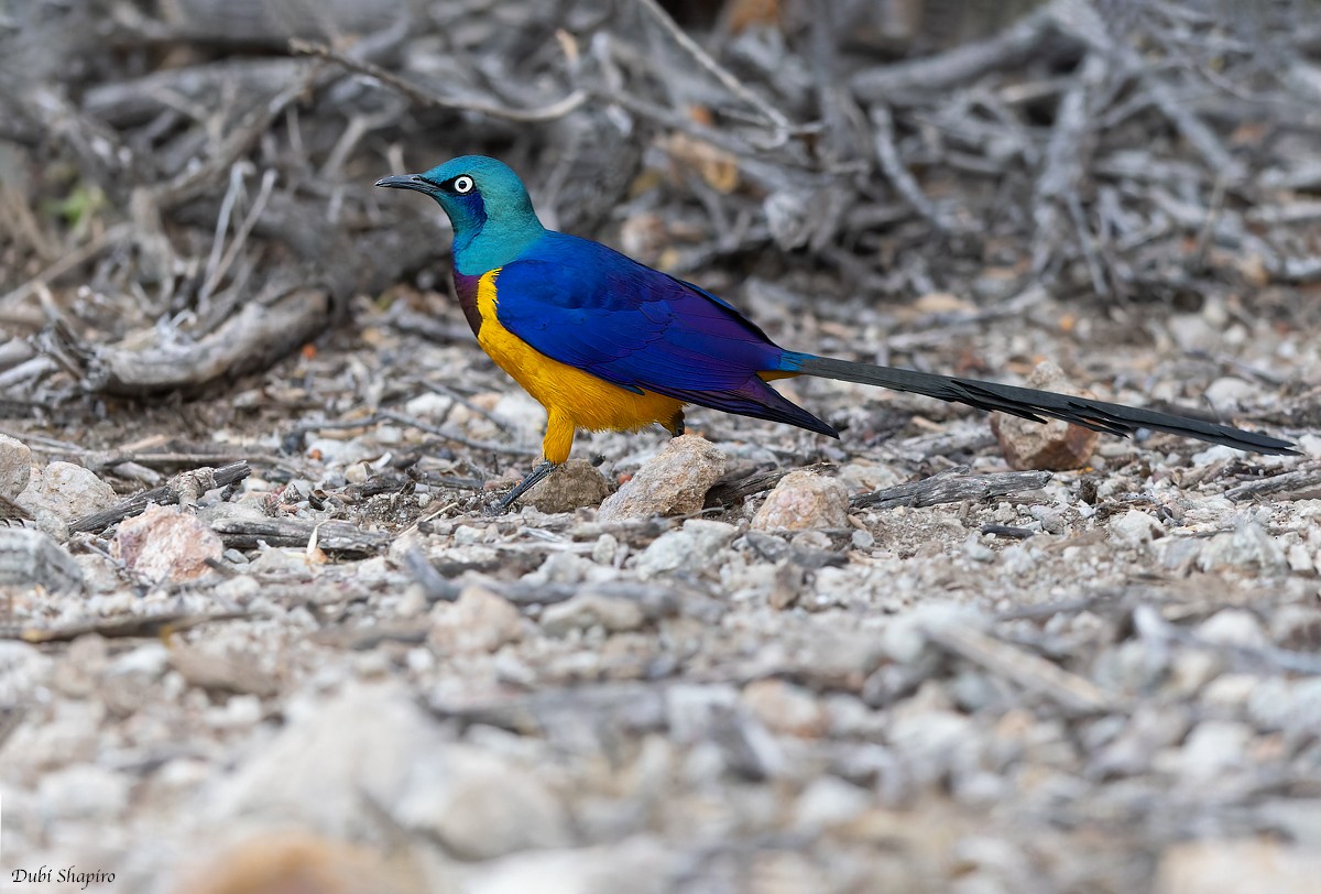 Golden-breasted Starling - ML381879061