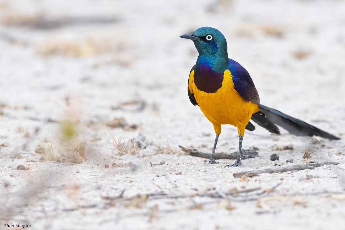 Golden-breasted Starling - ML381879081