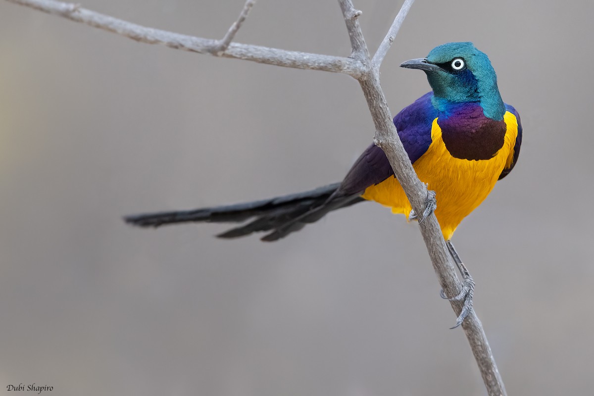 Golden-breasted Starling - ML381879091