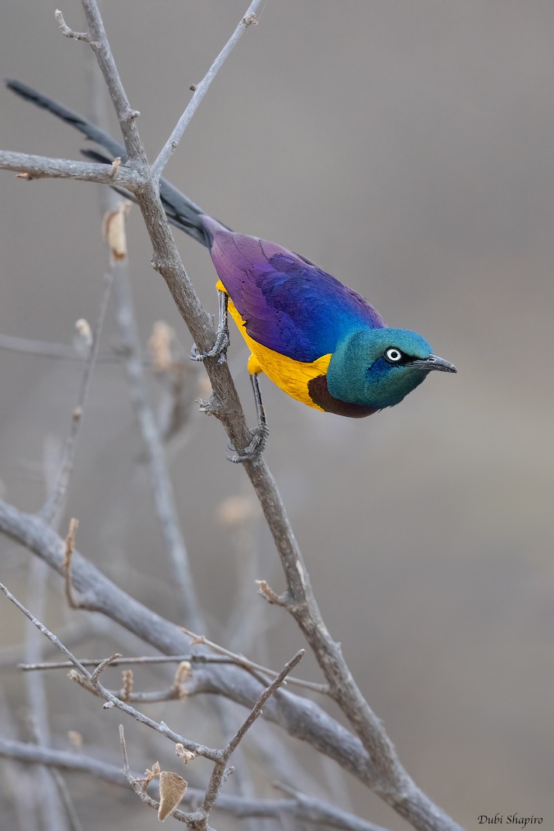 Golden-breasted Starling - ML381879111
