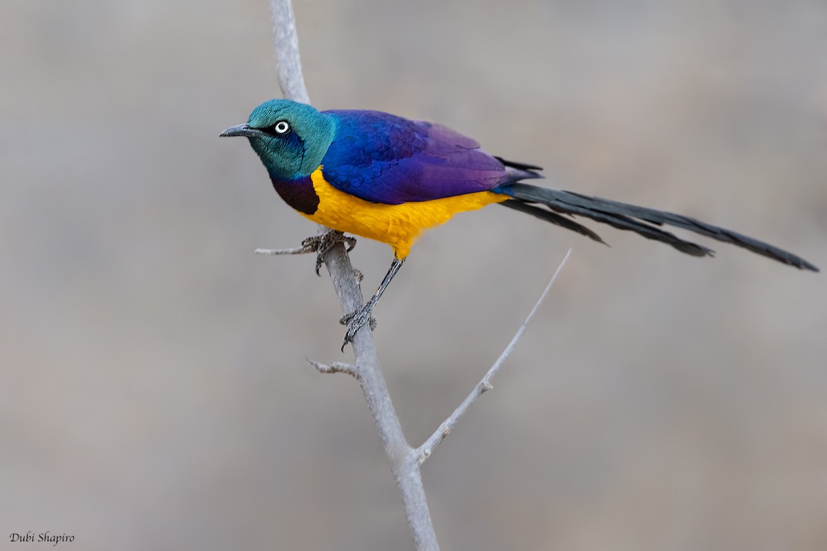 Golden-breasted Starling - ML381879131