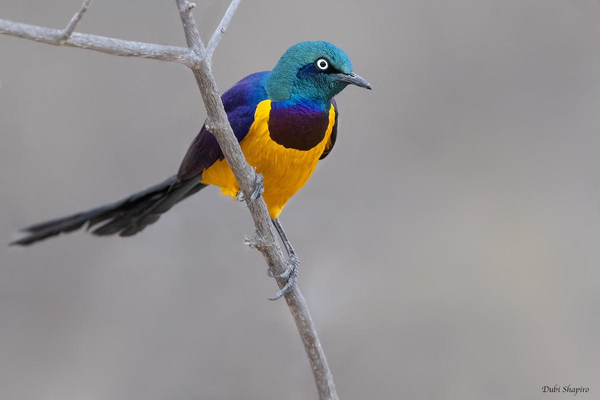 Golden-breasted Starling - ML381879141