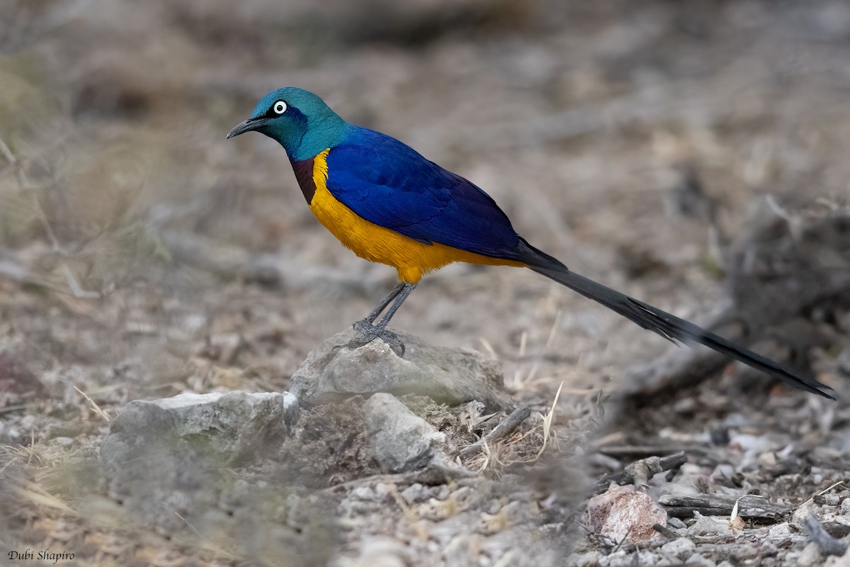 Golden-breasted Starling - ML381879161