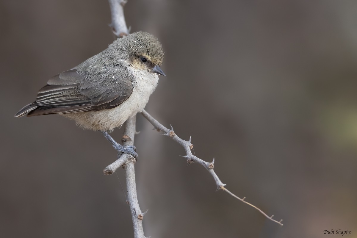 Mouse-colored Penduline-Tit - ML381879201