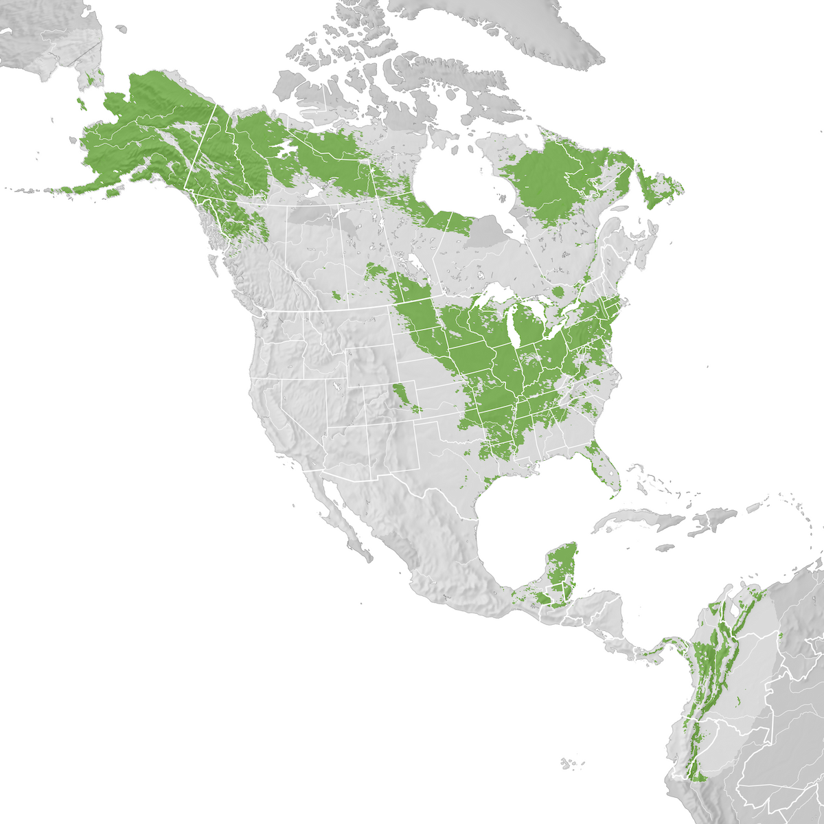 Gray Cheeked Thrush Range Map Pre Breeding Migration Ebird Status