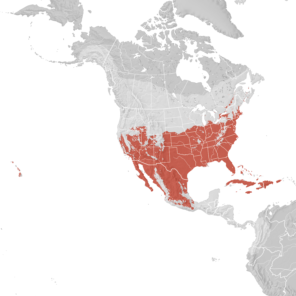 Northern Mockingbird Range Map Breeding Ebird Status And Trends