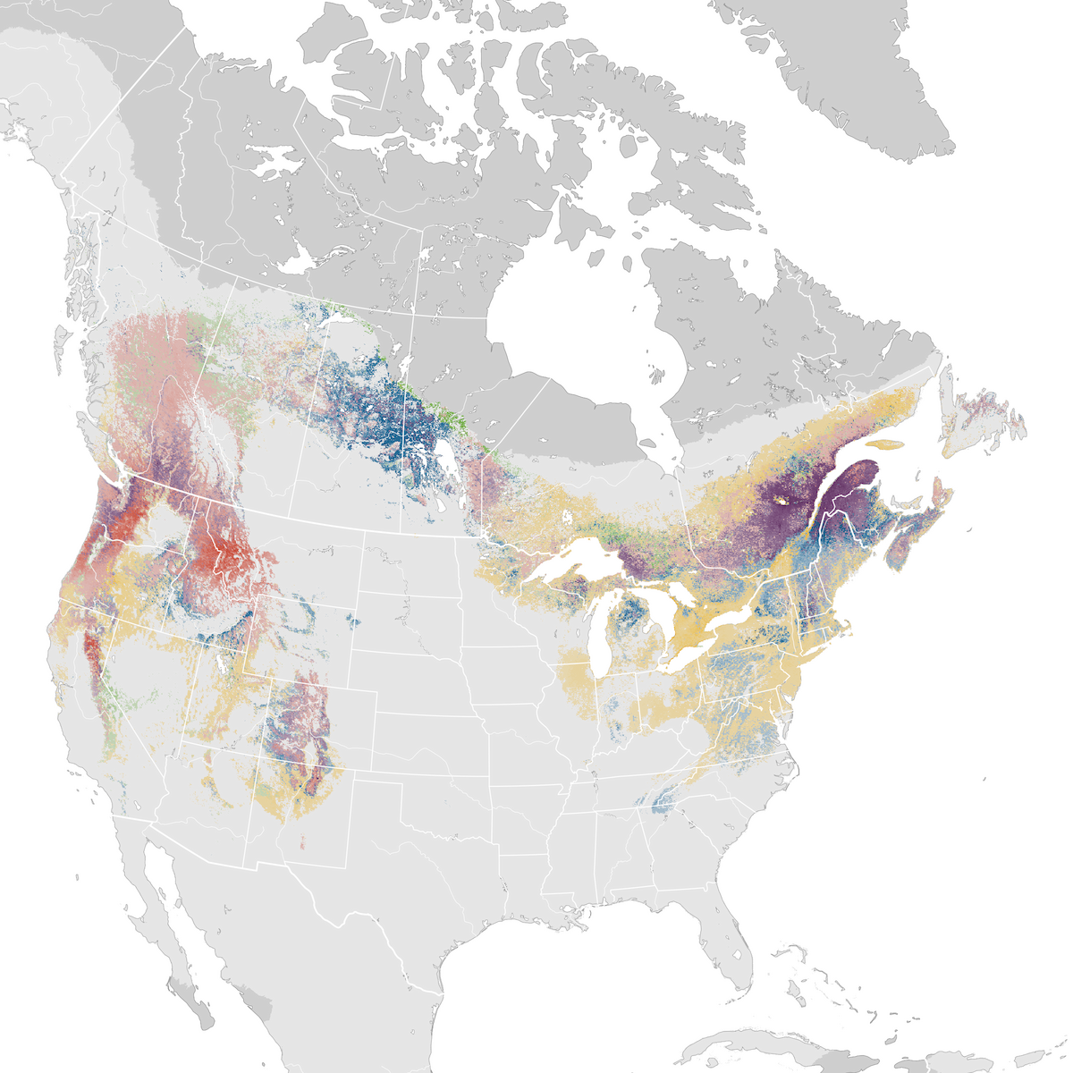 Evening Grosbeak - Abundance map - eBird Status and Trends