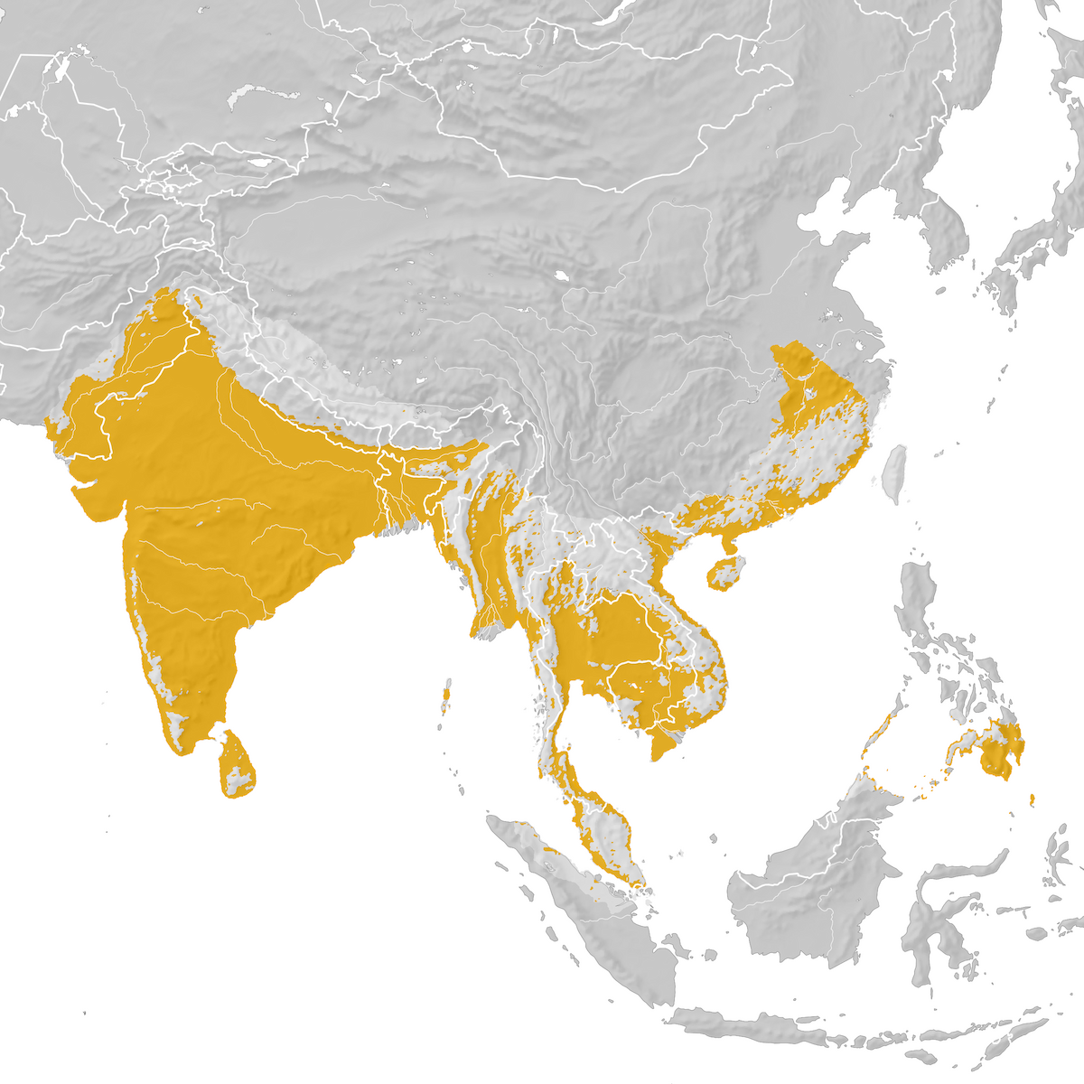 Asian Koel - Range Map: Post-breeding Migration - Ebird Status And Trends