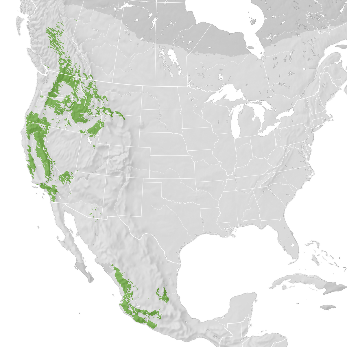 Calliope Hummingbird - Range map: Pre-breeding migration - eBird Status ...