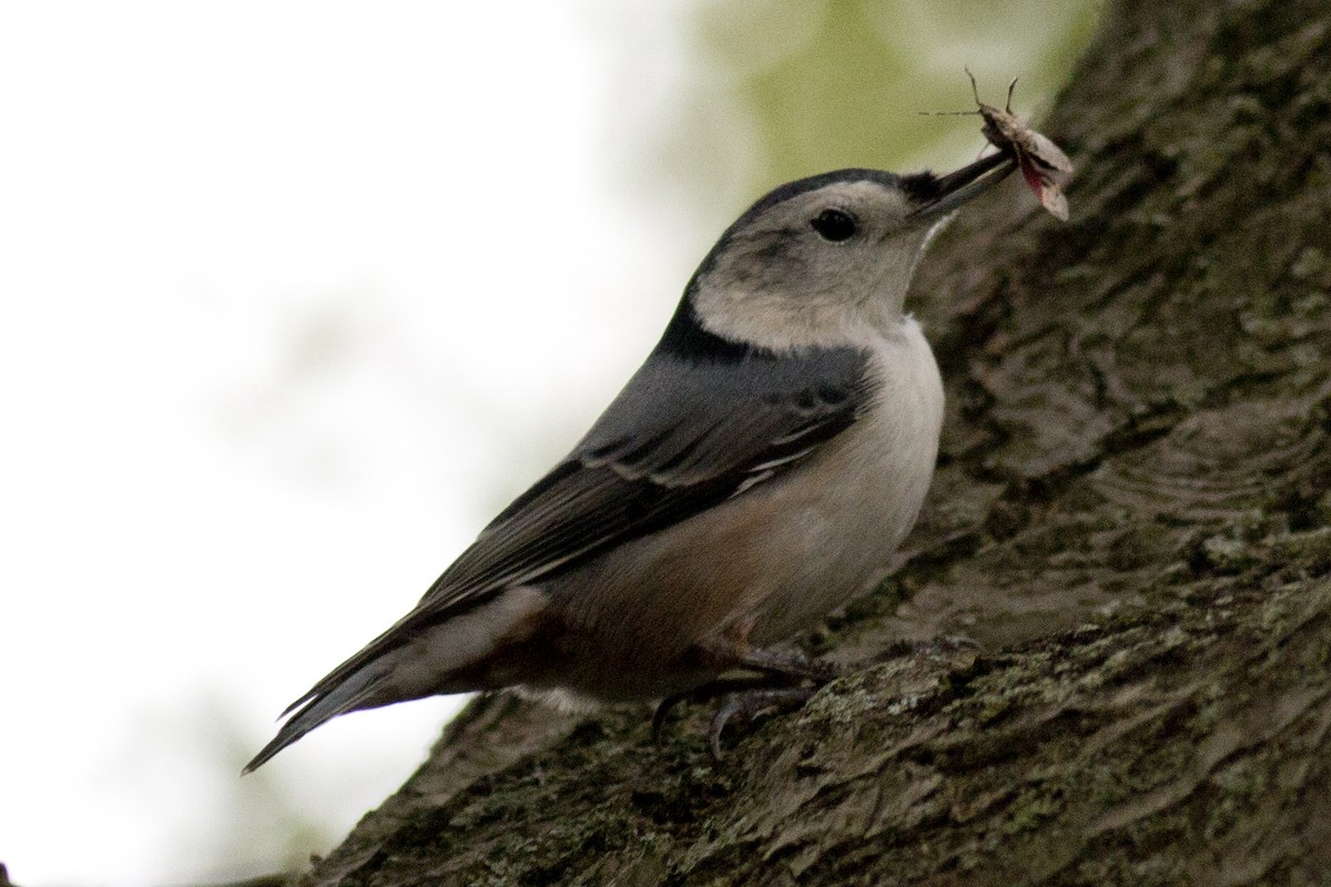 White-breasted Nuthatch - ML38189631