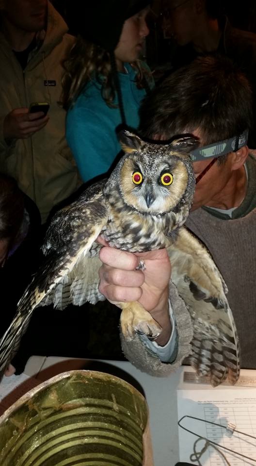 Long-eared Owl - Matthew Reala
