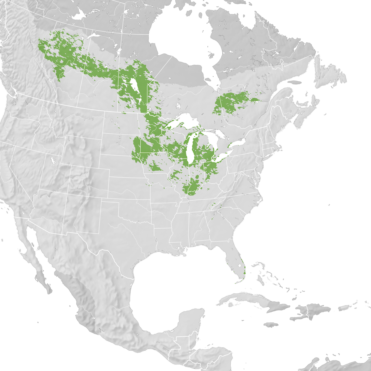 Connecticut Warbler - Range Map: Pre-breeding Migration - EBird Status ...