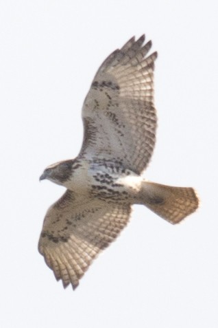 Red-tailed Hawk - ML38189771