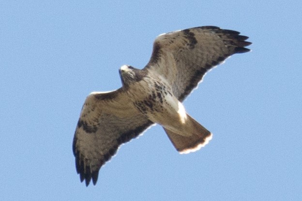 Red-tailed Hawk - ML38189811