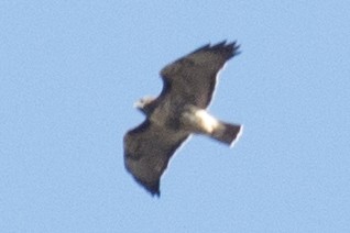 Red-tailed Hawk - ML38189831