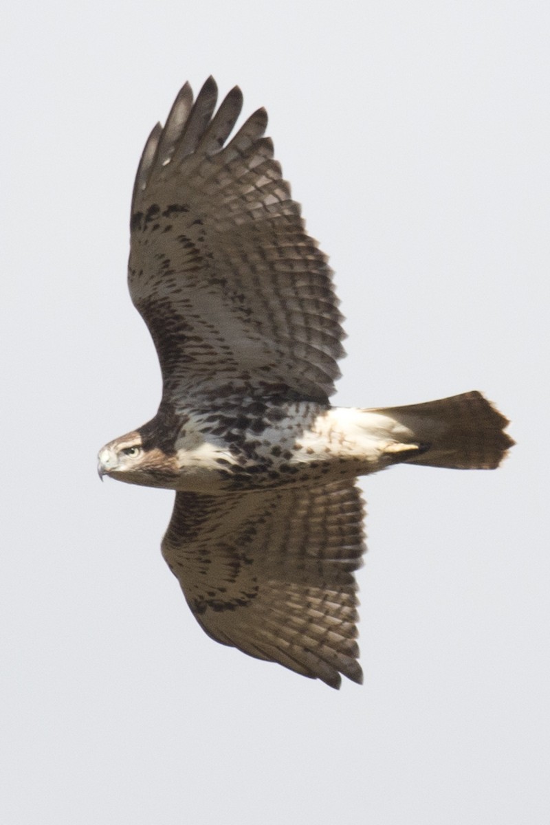 Red-tailed Hawk - ML38189841