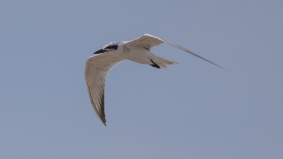 Gull-billed Tern - Charmain Ang