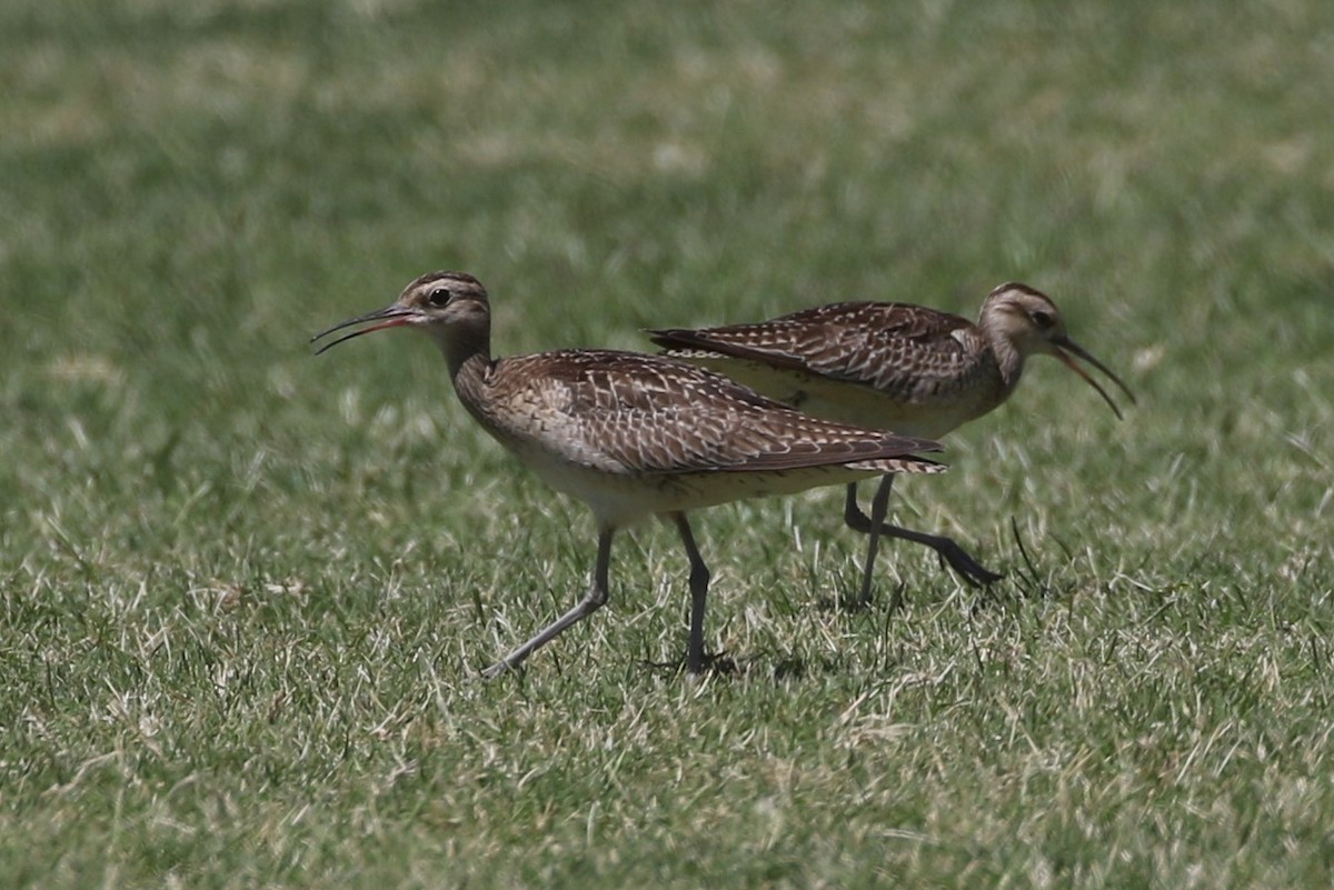 Little Curlew - ML381906411