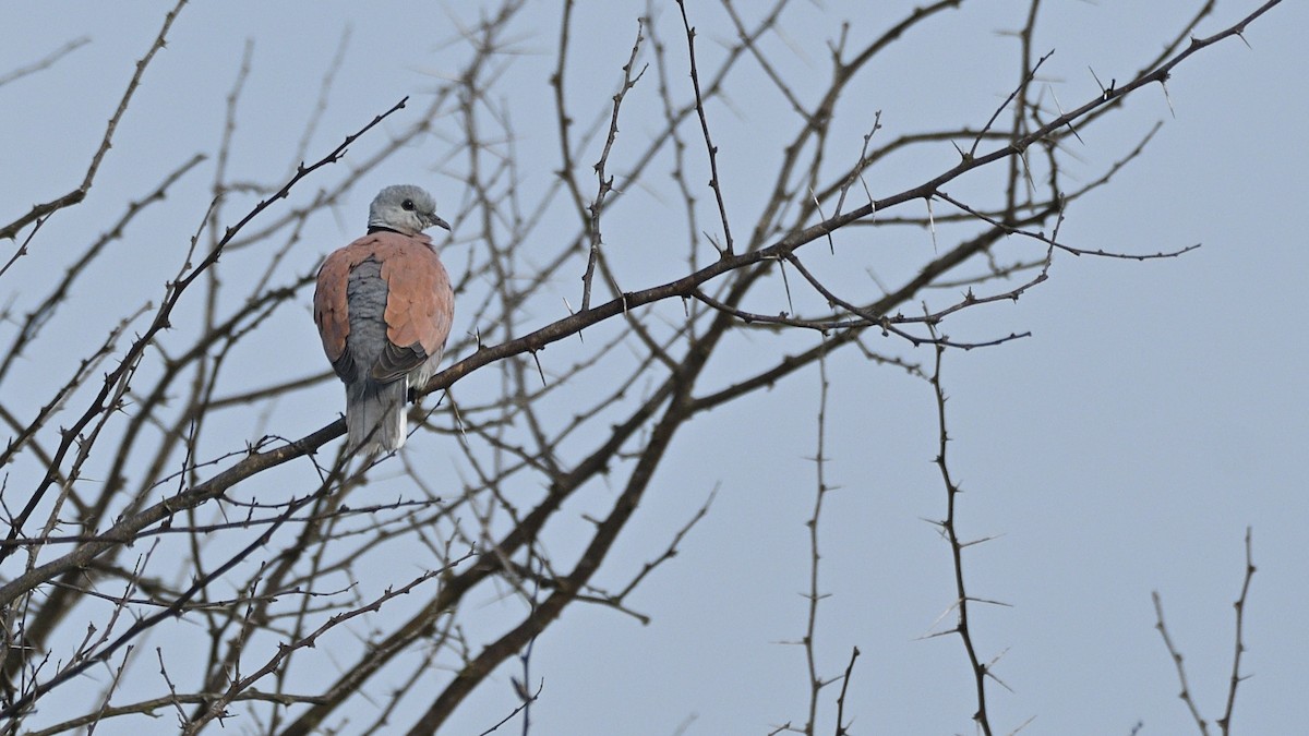 Red Collared-Dove - ML381913181