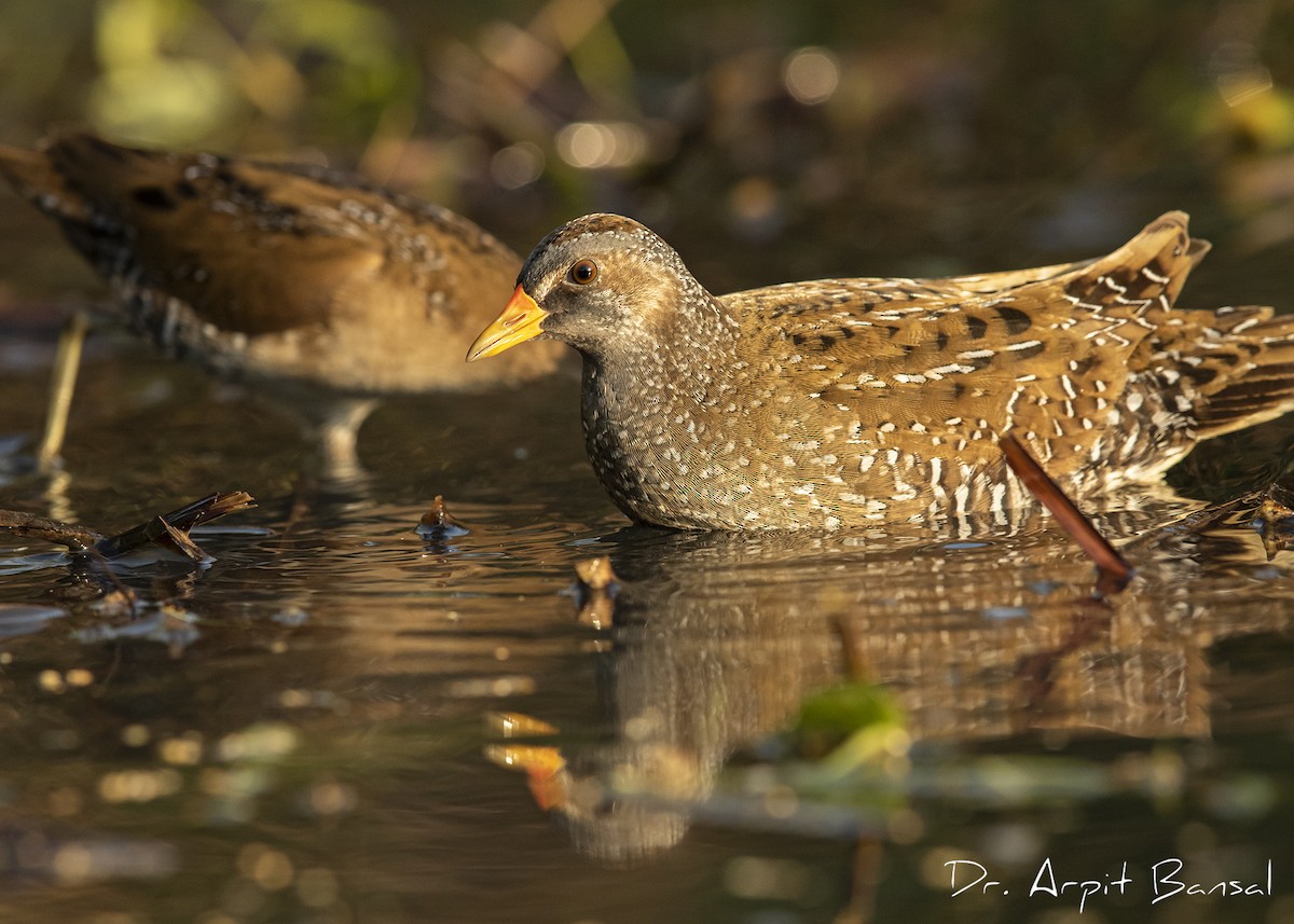 Spotted Crake - ML381917361