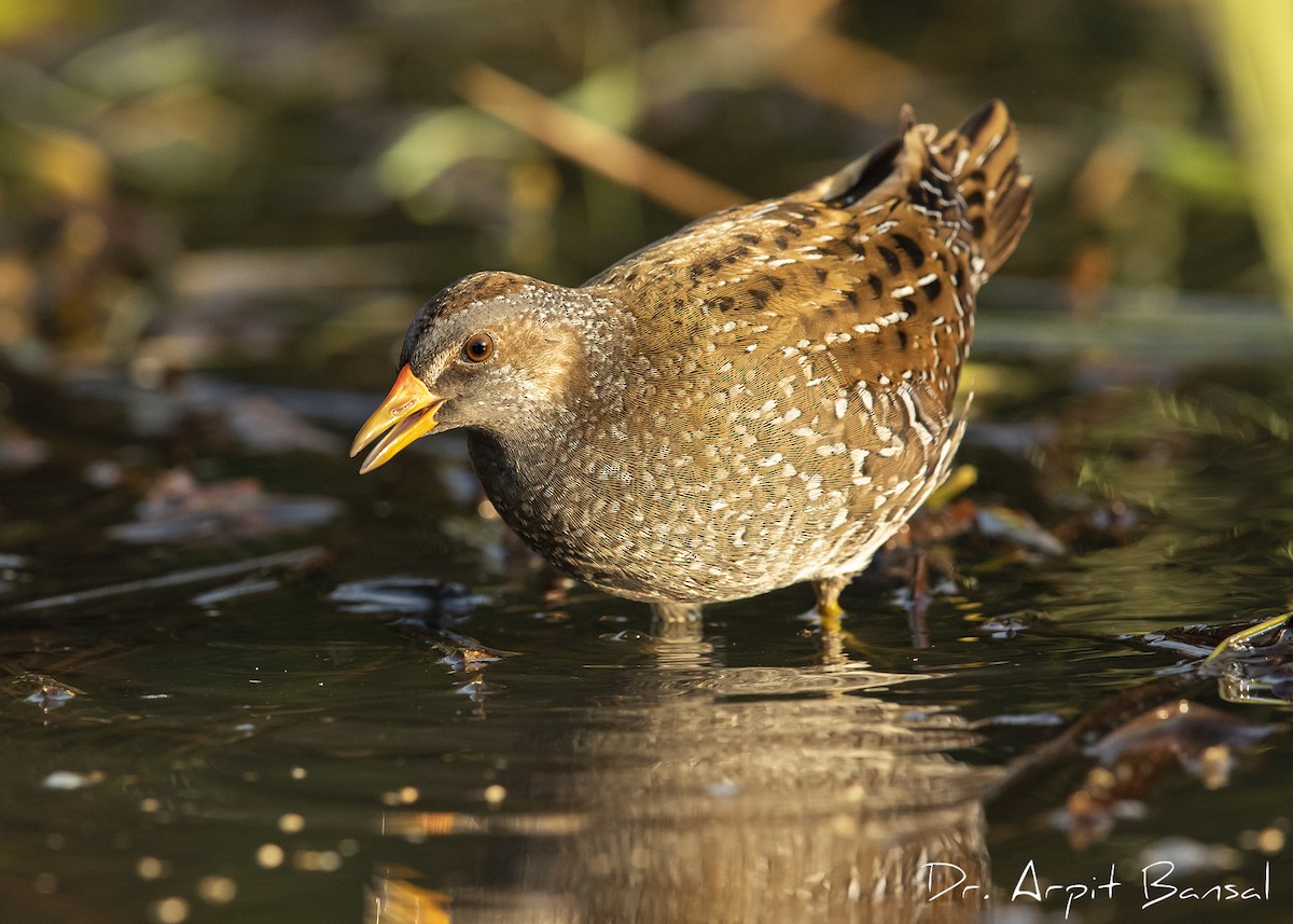 Spotted Crake - ML381917371