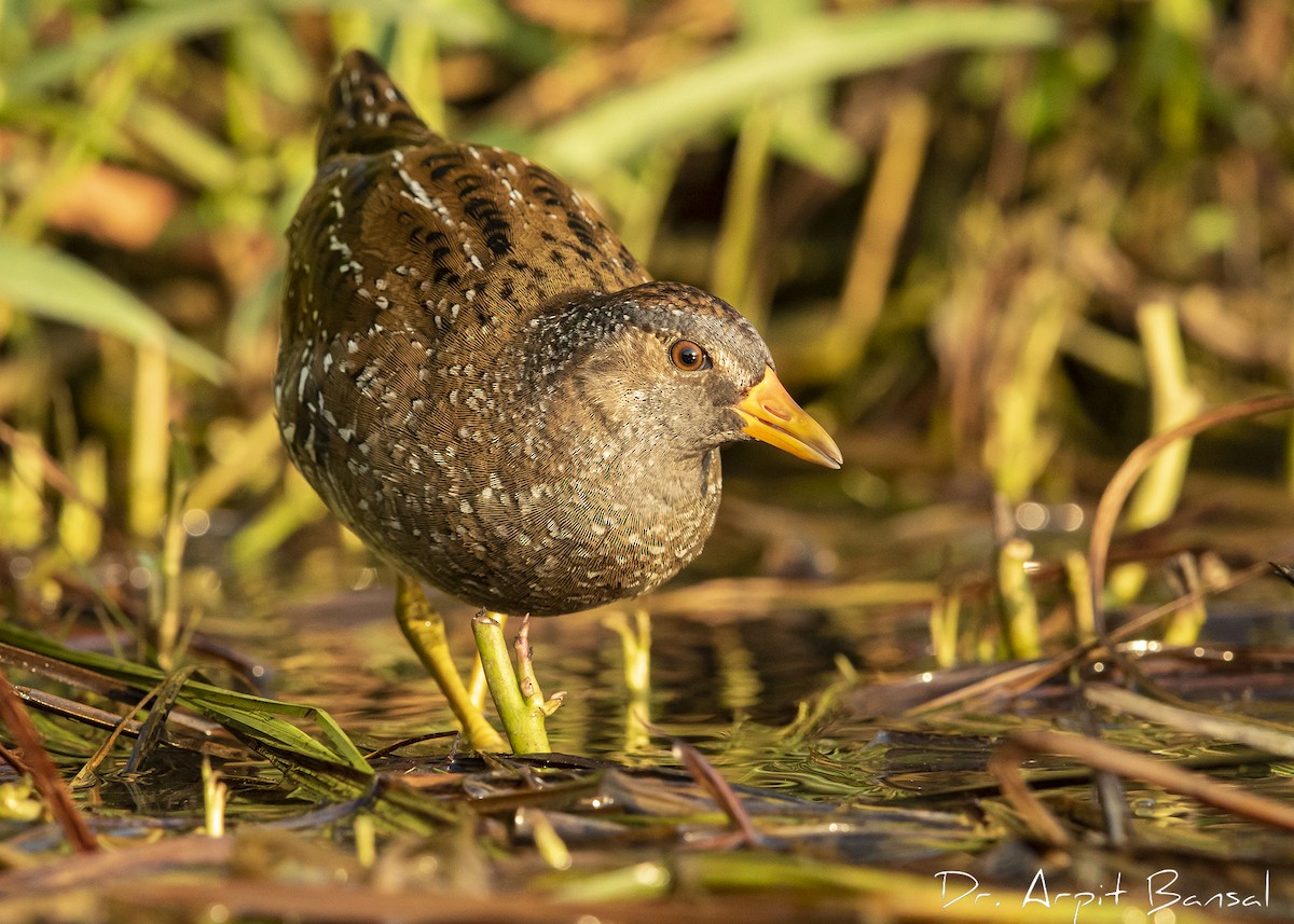 Spotted Crake - ML381917381