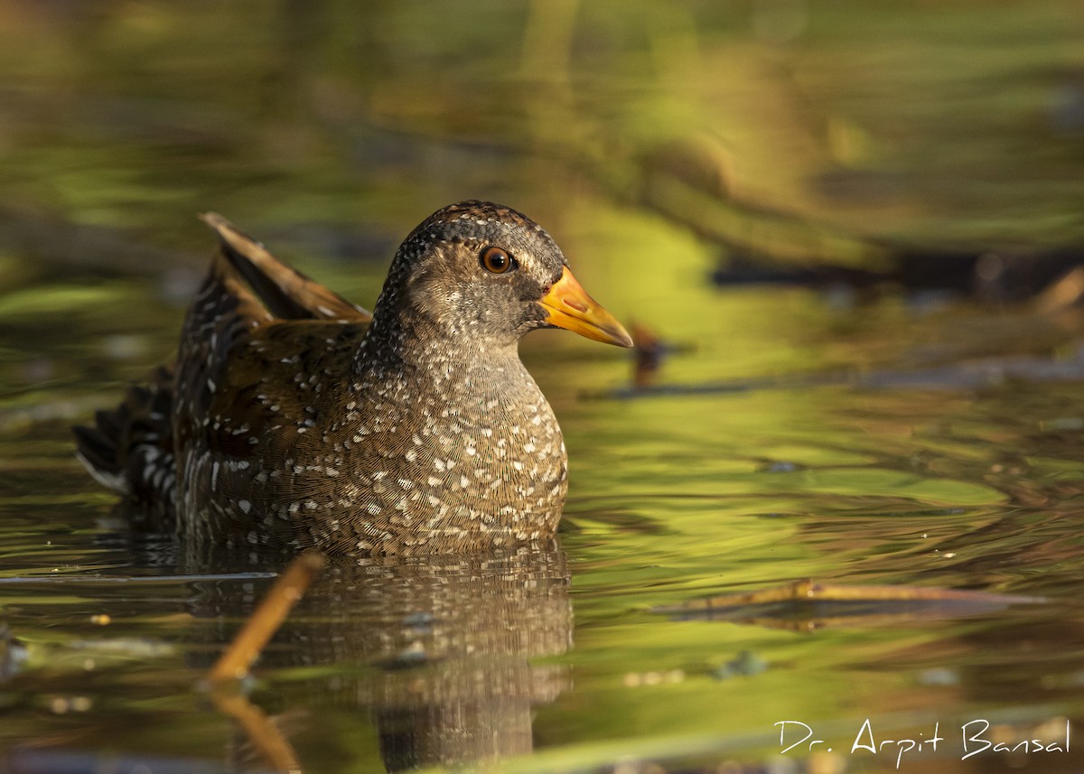 Spotted Crake - ML381917391