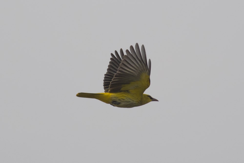 Indian Golden Oriole - ML38192321