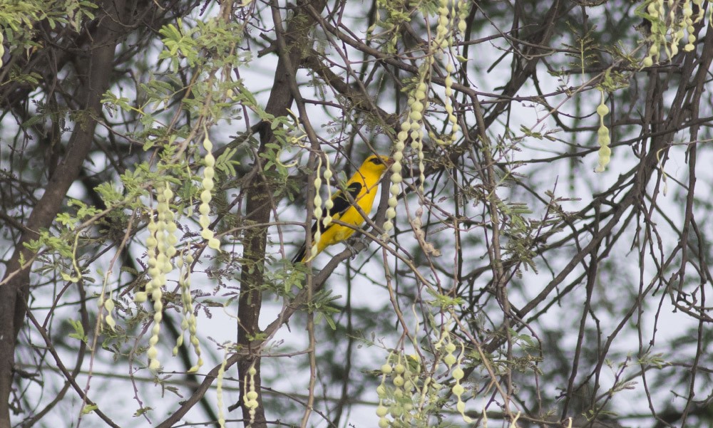 Indian Golden Oriole - Michael Todd