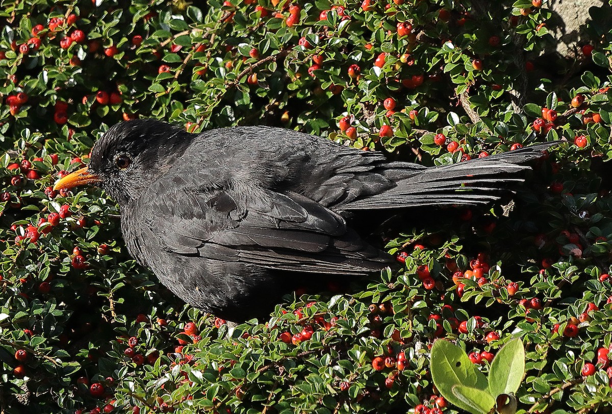 Eurasian Blackbird - ML381925471