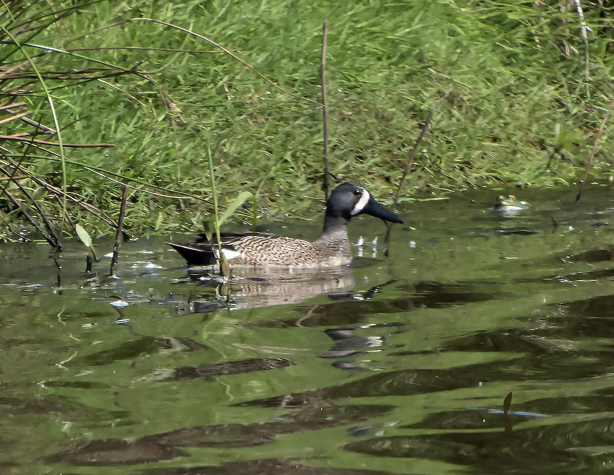 Blue-winged Teal - ML38192621