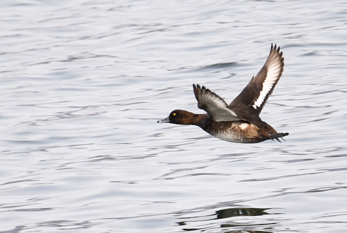 Tufted Duck - ML381929951