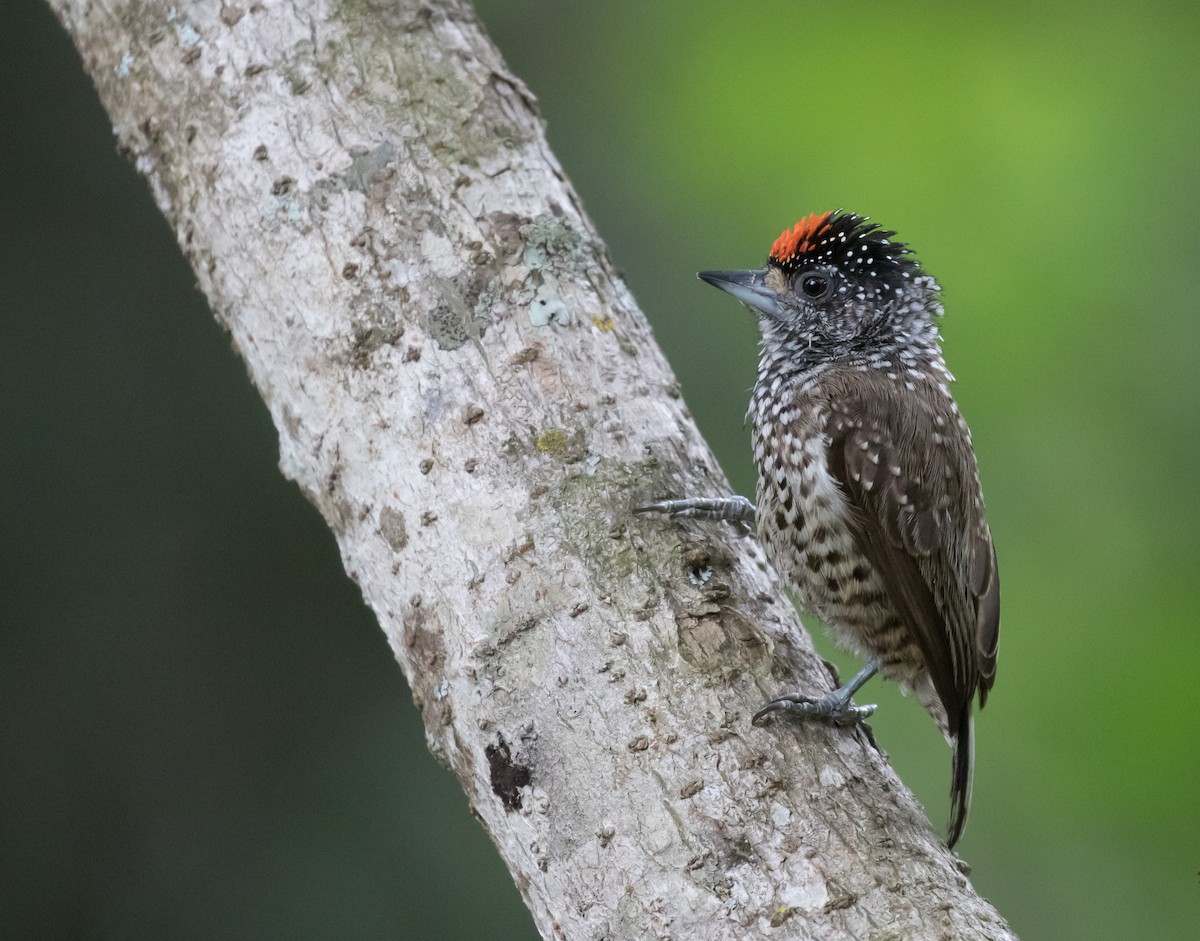 White-wedged Piculet - ML381933261