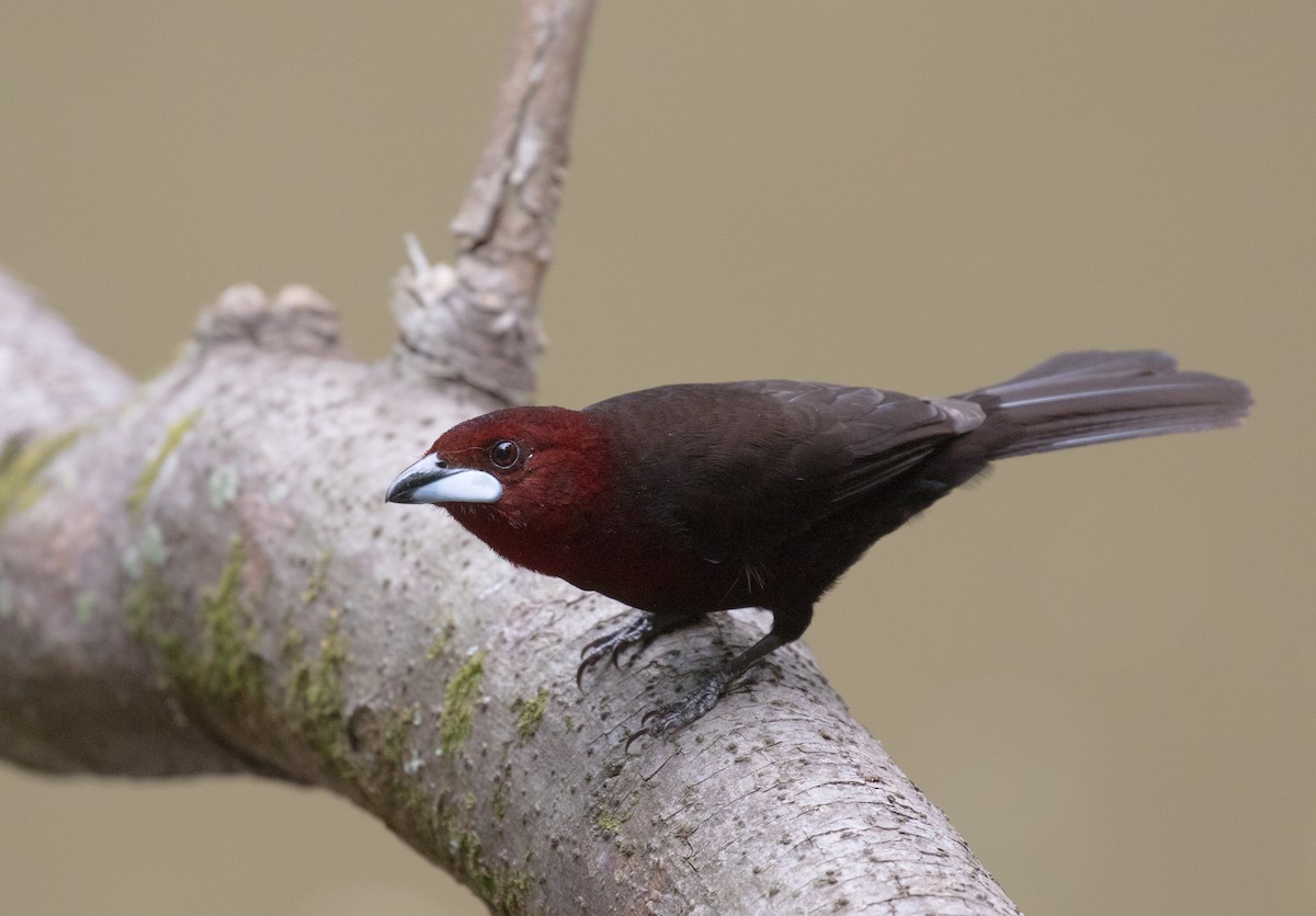 Silver-beaked Tanager - ML381933501