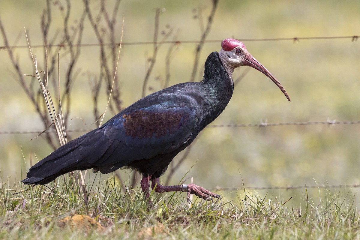 Southern Bald Ibis - Niall D Perrins